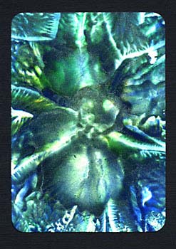 EncausticArtFantasyFlower5