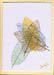 01_Goccoprintleaves