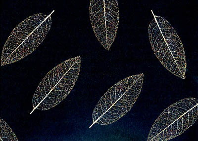 leaves1