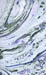 05_OilMarble6