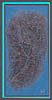 angelina_fibres_embossed4