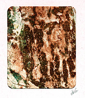 collograph_bark_texture