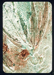 collograph_falling_leaves