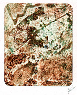 collograph_forest_floor