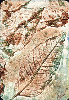 collograph_skeleton_leaves