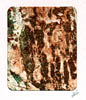 collograph_bark_texture