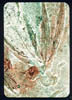 collograph_falling_leaves