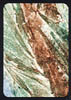 collograph_print_tree_tops