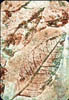 collograph_skeleton_leaves